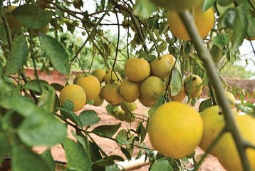 ஆண்டுக்கு 2,30,000 ரூபாய்! - சத்தான வருமானம் தரும் சாத்துக்குடி!