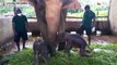 Raro nascimento de elefantes gémeos no Sri Lanka