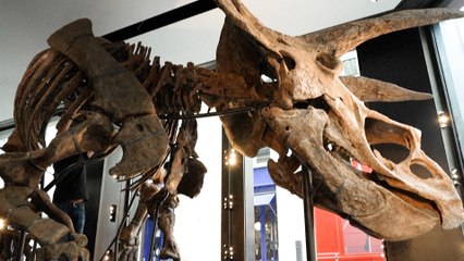 Le plus grand tricératops au monde exposé à Paris avant d’être vendu aux enchères