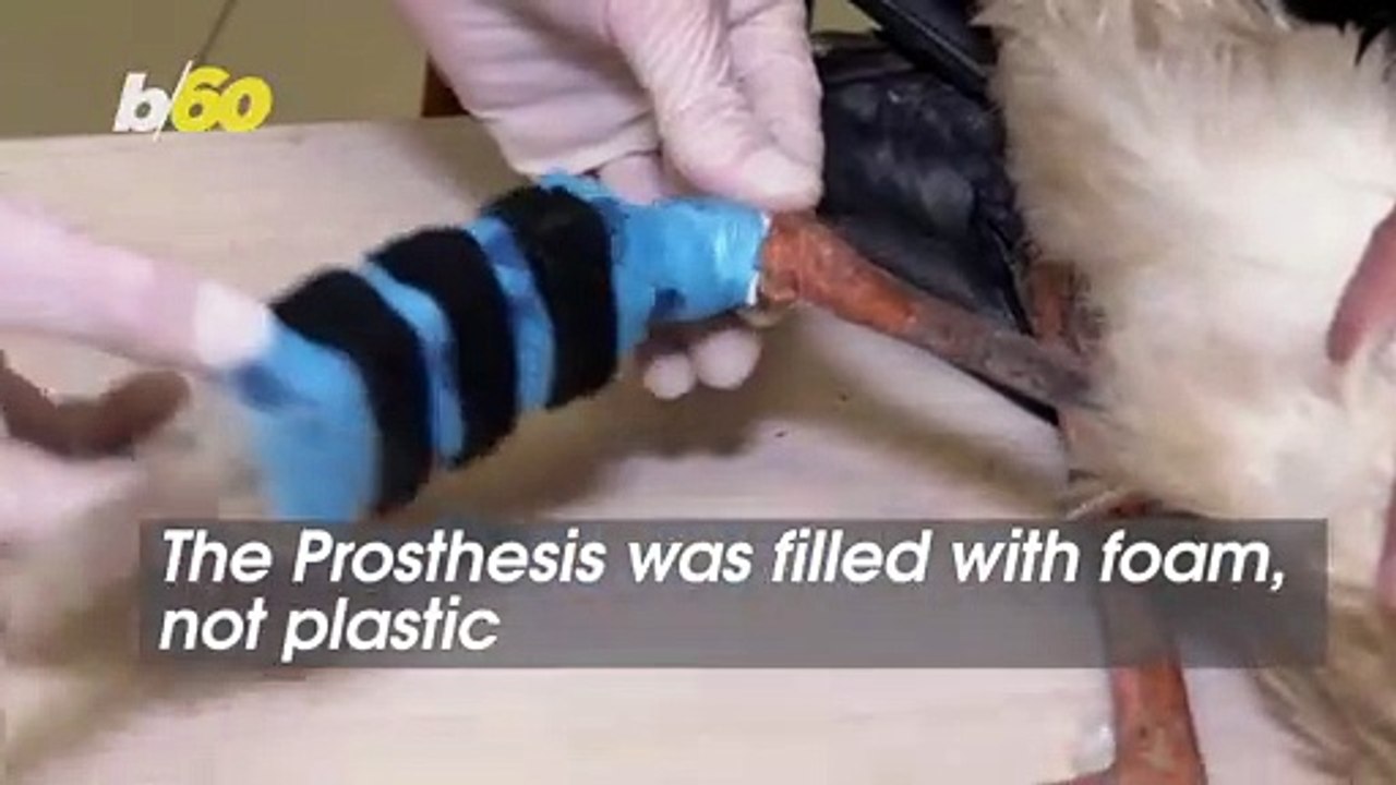 Czech Animal Sanctuary Helps One-legged Stork With New 3D-Printed Prosthetic Leg!