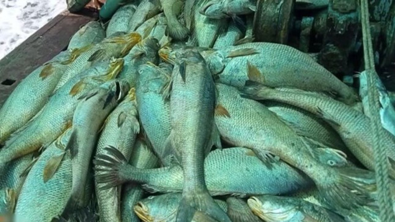 Good news: Maharashtra fishermen net 157 Ghol fish worth Rs 1.33 crore