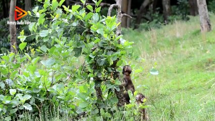 Funny Monkey babies - Playing like Little imps