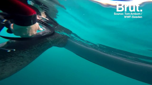 Les mystérieux requins du Groenland