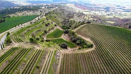En Catalogne, les viticulteurs s'adaptent au changement climatique