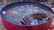 Wild Raccoons Enjoying Domestic Pleasures