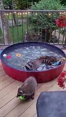 Wild Raccoons Enjoying Domestic Pleasures