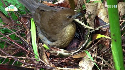 생방송 우리집 유치원 - 구슬 미끄럼틀_#003