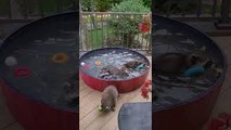 Wild Raccoons Enjoying Domestic Pleasures