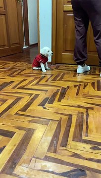 Tired Pup Falls Asleep Sitting Up