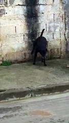 Weird Dog Makes Mess on Walls
