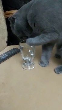 Patisi ile bardaktan su içen kedi. Patisiyle bardaktan su içen kedi.