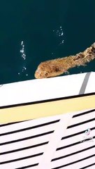 La réaction de cet australien face à un énorme cobra royal est impressionnante... même pas peur