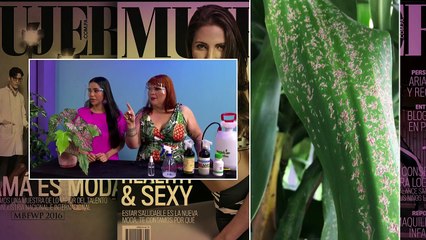 Cómo combatir las plagas del jardín | Mujer  - Nex Panamá