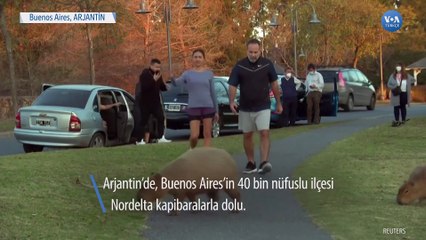 Arjantinli Kapibaraların Nüfusu Artıyor
