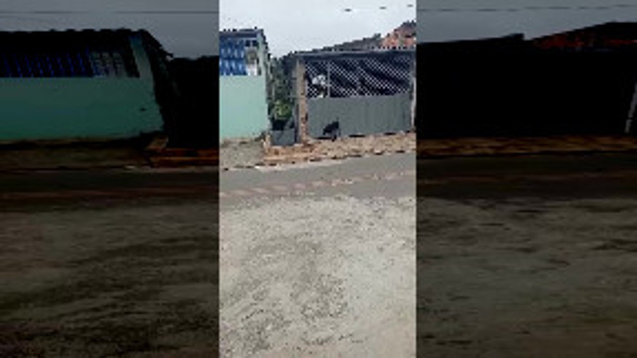 Weird Dog Makes Mess on Walls