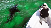 شاهد: سياحة أسماك القرش تزدهر  في ولاية ماساتشوستس الأمريكية