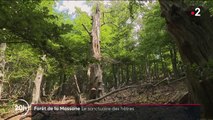 Pyrénées-Orientales : à la découverte de la forêt de la Massane
