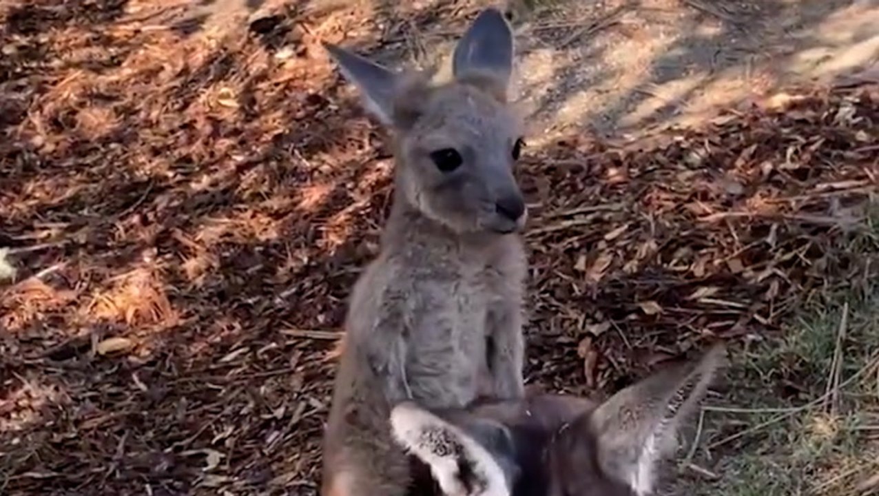 Cute little 'pouch potato' stretches and scratc...