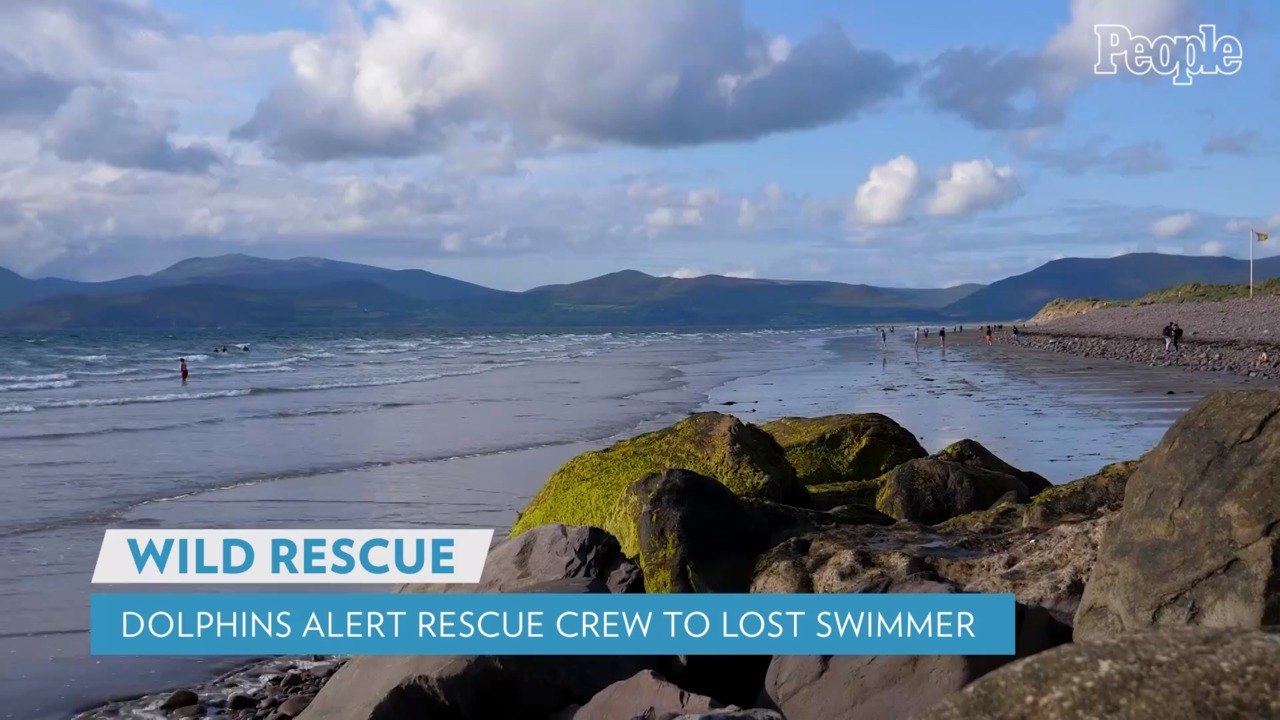 Dolphins Alert Rescue Crew to Lost Swimmer Who Had Been Stranded for 12 Hours