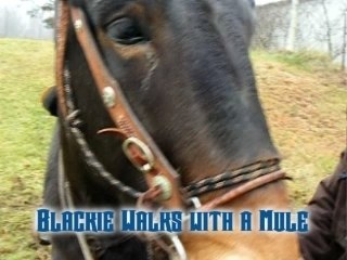 Blackie Travels with a Draft Mule