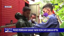 Detik-detik Pemindahan Sarang Tawon Vespa di Kawasan RPTRA Jakarta Pusat