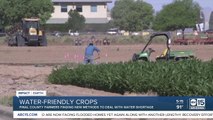 Pinal County farmers using water-friendly crops to deal with water shortage