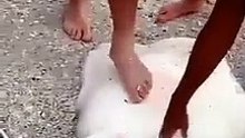 魟魚的生產過程實錄