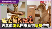拿個湯匙就被搶位？「冥想」柴柴神似人類引網友爆笑
