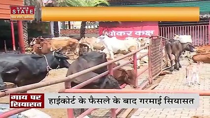 गाय को राष्ट्रीय पशु घोषित करने पर Madhya Pradesh में सियासत शुरू