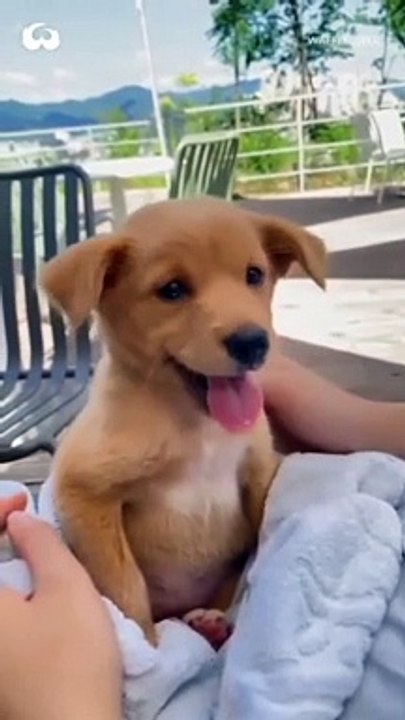 My little puppy