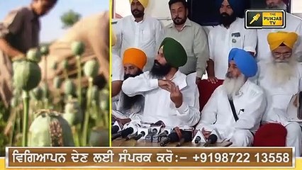 ਪੰਜਾਬ 'ਚ ਹੋਵੇਗੀ ਅਫੀਮ ਦੀ ਖੇਤੀ? Simarjit Bains will present bill on Poppy farming? | The Punjab TV
