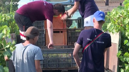 بالفيديو: كيف تكيف مزارعو الكروم الإسبان مع تغير المناخ لصناعة نبيذ على الجودة؟