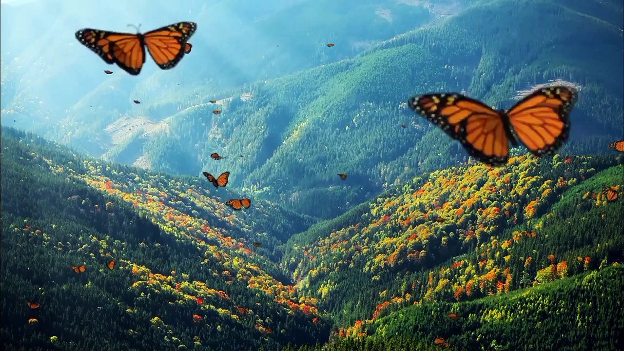 Nature of Forest - Stress Relief Music