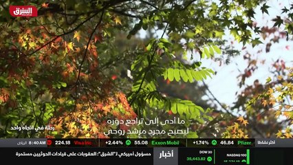 عجائب بكتيريا الجسم