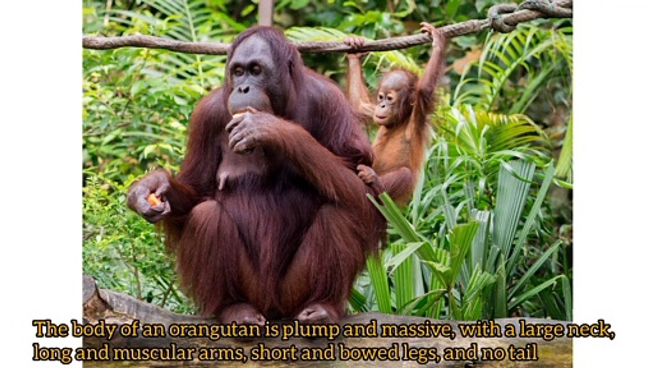 Orangutan | The Endangered “Forest Man"
