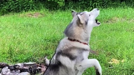 'Hungry Husky vs. Flying Beetle | Dog's Hunting Adventure Goes Wrong'