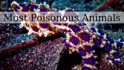 The Most Poisonous Animals