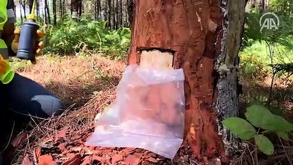 Kocaeli ormanlarından elde edilen çam reçinesi ekonomiye katkı sağlıyor