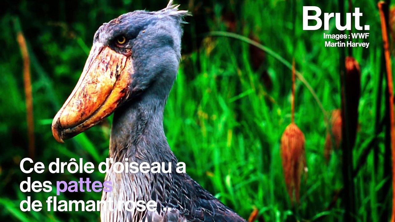 Le Bec-en-sabot du Nil est un drôle d'oiseau