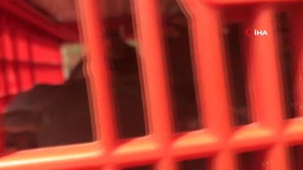 Antalya'nın 640 mahallesinde 18 bin kınalı keklik doğaya salınıyor