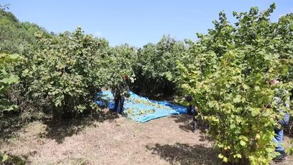 Megakent İstanbul'da fındık hasadı görenleri şaşırtıyor