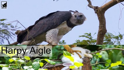 les cinq animaux les plus bizarres