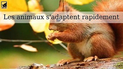 Des animaux qui s'adaptent rapidement pour survivre dans les villes et les nouveaux climats