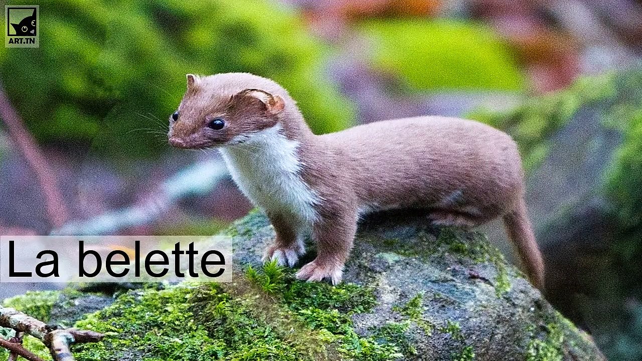 Les 7 plus petits mammifères du monde