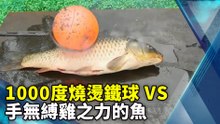 1000度燒燙鐵球VS手無縛雞之力的魚