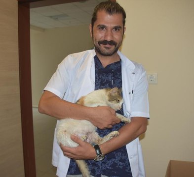 DOĞUM SANCISI ÇEKEN KEDİ, SEZARYENLE 5 YAVRU DÜNYAYA GETİRDİ