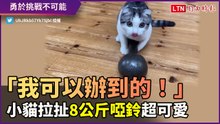 「我可以舉起來的！」小貓雙手環抱8公斤啞鈴 努力拉扯超可愛