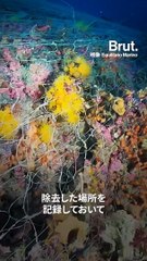 【サンゴ修復プロジェクトSOS Corales】