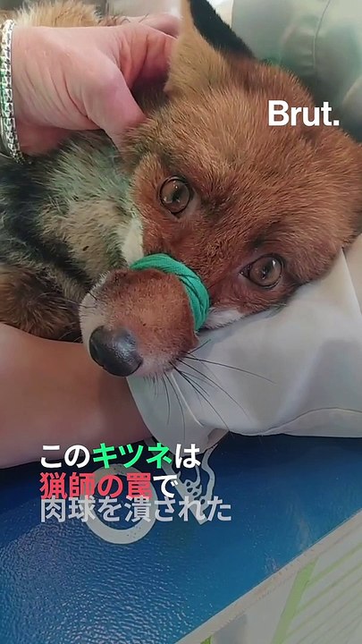 【フランス 野生動物病院グーピル】