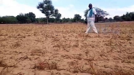 इंद्रदेव के रूठने से पश्चिमी राजस्थान में बनने लगे आकाल के हालात